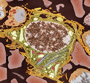 White Blood Cell Morphology Prints: Spleen cell, TEM