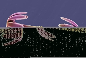 Framed Print : Print of a single Sponge spicule, SEM Framed Print : Print of a single Sponge spicule, SEM
