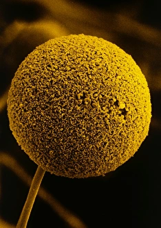 Sporangium of bread mould, Rhizopus Sporangium of bread mould, Rhizopus