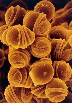 Images Dated 25th March 1987: Spores of field horsetail