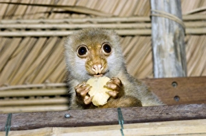 West Papua Indonesia Prints: Spotted cuscus