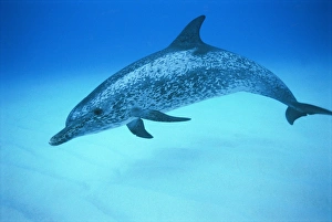 Spotted dolphin Print, Little Bahama Bank, Bahamas