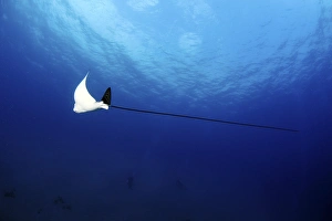 Aetobatus Narinari Prints: Spotted eagle ray
