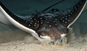 Aetobatus Narinari Prints: Spotted eagle ray digging in the sand