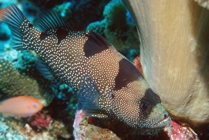 Tropical Reef Fish Prints: Spotted soapfish