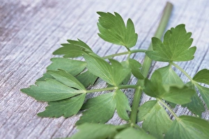 Aromatic Herbs Prints: Sprig of lovage
