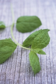 Herb Photography Prints: Sprig of mint
