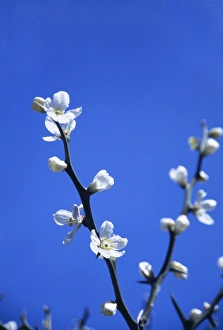 Apple Tree Blossoms Prints: Spring blossom