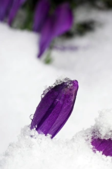 Spring Flowering Plants UK Prints: Spring crocus (Crocus vernus)