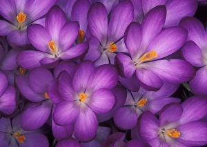Spring Crocuses Prints: Spring crocuses (Crocus vernus)