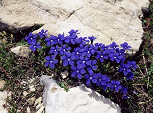 Dolomite Mountain Landscape Prints: Spring gentians