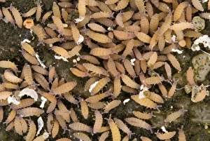 Images Dated 14th January 2013: Springtails Print: Colony of Hypogastrura sp. on Wet Concrete