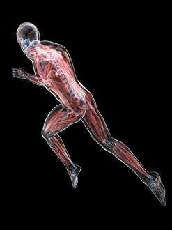 Prints of Sprinter. Computer artwork of a printer with their central nervous system highlighted Images Dated 2012 October: Print Mechanism with Exposed Nervous System