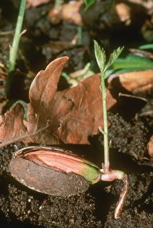 Seedling Growth Prints: Sprouting acorn