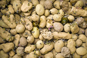 Solanum Tuberosum Prints: Sprouting potatoes