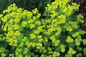 Images Dated 29th November 2004: Spurge flowers
