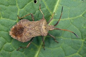 Agricultural Pest Control Prints: Squash bug