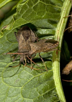 Coreus Marginatus Prints: Squash bugs