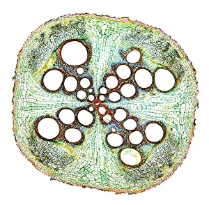 Plant Vascular System Prints: Squash root, light micrograph