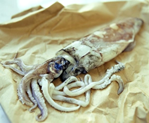 Squid Squid