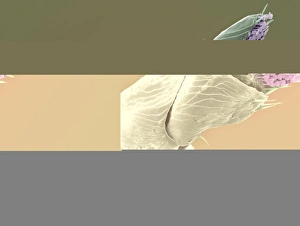 Images Dated 28th April 2008: Coloured SEM Print of Squirrel flea Antenna