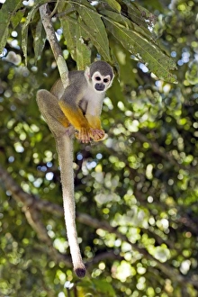 South American Primates Prints: Squirrel monkey