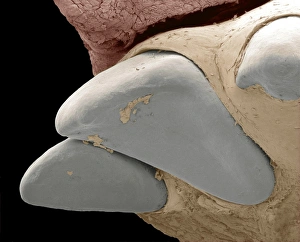 Prints of Squirrel monkey incisors, SEM Images Dated 2012 March: Squirrel Monkey Incisor Print, SEM Image