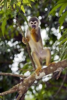 Central America Primates Prints: Squirrel monkey in a tree