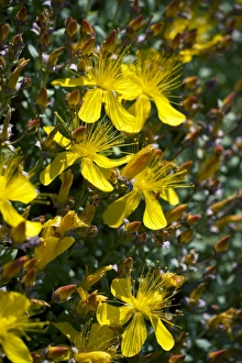 St Johns Wort Plant Prints: St. Johns wort (Hypericum olympicum)