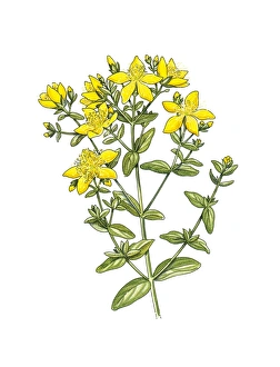 Medicinal Herbs Artwork Prints: St Johns wort (Hypericum perforatum)