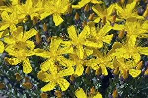 Medicinal Herb Photos Prints: St Johns Wort (Hypericum sp. )