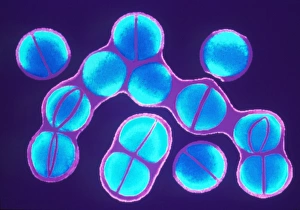 Staphylococcus aureus bacteria dividing Staphylococcus aureus bacteria dividing