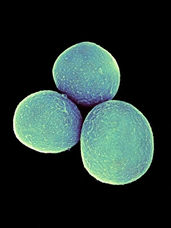 Staphylococcus Aureus Bacteria Prints: Staphylococcus aureus bacteria, SEM