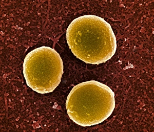 Staphylococcus Aureus Prints: Staphylococcus aureus bacteria, SEM C013 / 4769
