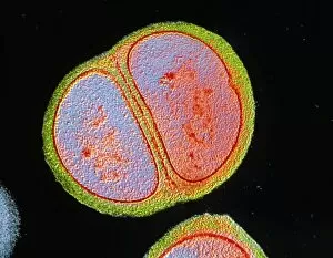 Images Dated 18th December 2003: Staphylococcus epidermidis bacterium