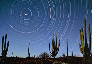Star trails over cacti Star trails over cacti