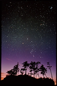 Starfield Print over Trees