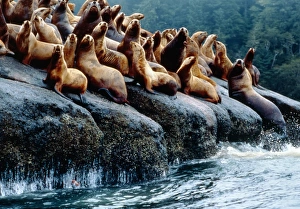 Stellar sea lions Stellar sea lions