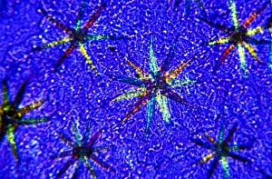Polarised Light Microscopy Prints: Stellate leaf hairs, light micrograph