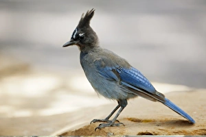 Arizona Wildlife Photos Prints: Stellers jay