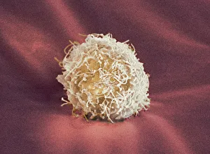 Prints of Stem cell, coloured scanning electron micrograph (SEM). Stem cells can differentiate into any other cell type Images Dated 2008 February: Stem Cell, SEM Print