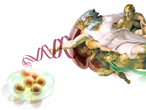 Prints of Stem cells and God. Conceptual computer artwork showing enlarged cells in a petri dish, with a representation of God from Michelangelos painting The Creation of Adam Images Dated 2007 May: Stem Cells and God Print