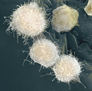 Stem cells, coloured SEM Print