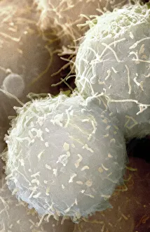 SEM Prints: Stem cells, coloured SEM Print