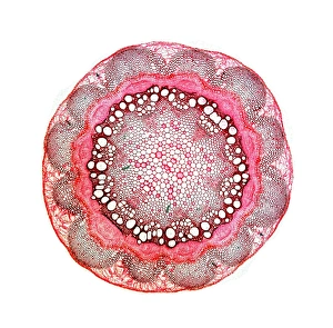 Light Microscopy Images Prints: Stem of old mans beard
