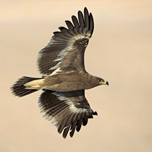 Eagle Species Prints: Steppe eagle in flight C018 / 0859