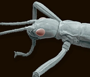 Compound Eye Structure Prints: Stick insect, SEM