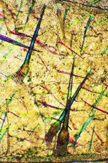 Polarised Light Microscopy Prints: Stinging nettle leaf, light micrograph