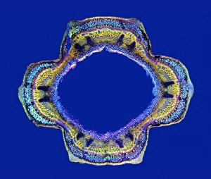 Images Dated 18th September 2009: Stinging nettle stem Print, x5.5 magnification