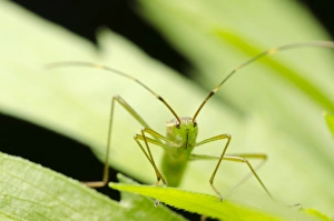 Leaf Dwelling Insects Prints: Stink bug C014 / 4638